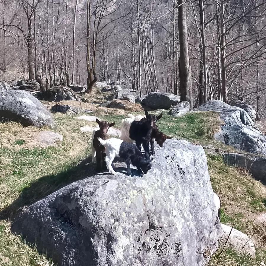 La Mura' - Il Vostro Posto Nel Gran Paradiso Ronco Canavese ภายนอก รูปภาพ